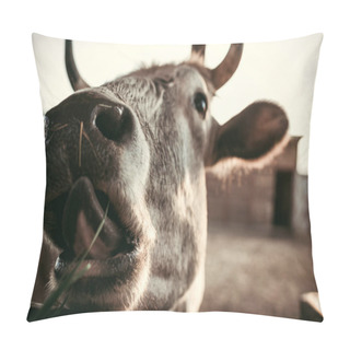 Personality  Close Up Shot Of Cow Muzzle On Blurred Background At Zoo Pillow Covers