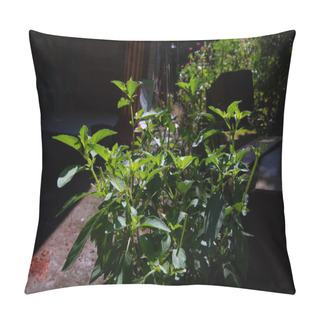 Personality  Close Up Of Basil Plant Leaves. Basil Leaves Contain Many Chemical Compounds, Including Saponins, Flavonoids, Tannins And Essential Oils. Pillow Covers