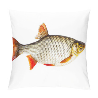 Personality  Fresh Raw Fish Rudd Isolated On White Background With Clipping Path Pillow Covers