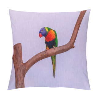 Personality  Parrot Trichoglossus Moluccanus On Wooden Perch. Pillow Covers