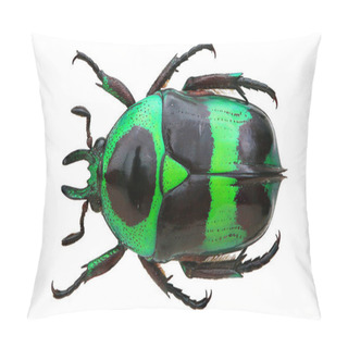 Personality  Beautiful Insects Collection Of Colourful Flower Chafers. Pillow Covers