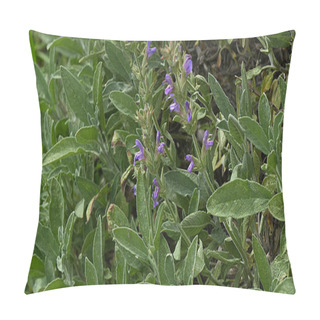 Personality  Kitchen Sage, Salvia Officinalis Pillow Covers
