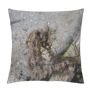Personality  A Long-snouted Seahorse (Hippocampus Guttulatus) In Florida, USA Pillow Covers