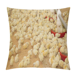Personality  Chickens . Poultry Farm Pillow Covers