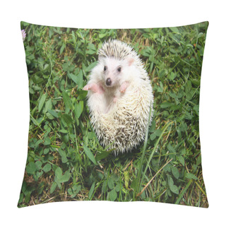 Personality   African Pygmy Hedgehog Pillow Covers