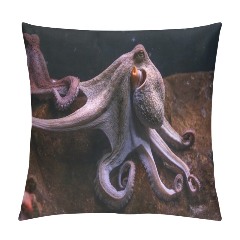 Personality  Purple Common Octopus, Tentacles Rolled With Other One In Background. Pillow Covers