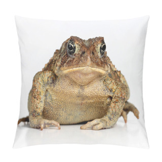 Personality  Toad Isolated On White Background Pillow Covers