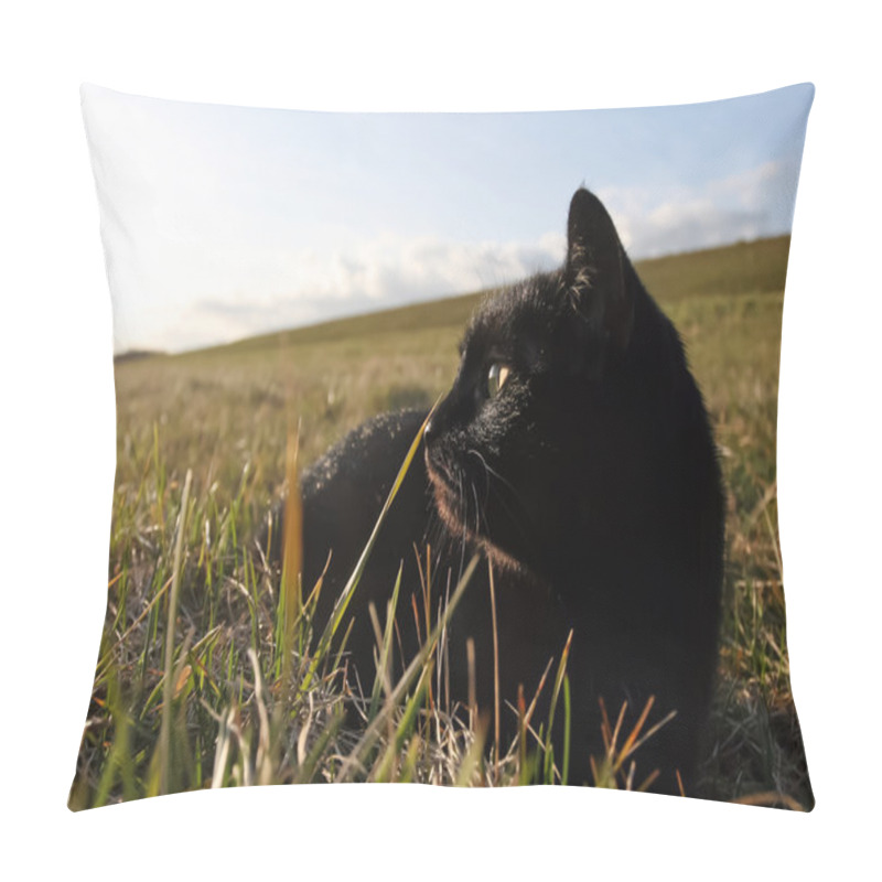Personality  Black cat in the grass pillow covers