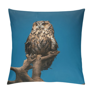 Personality  Cute Wild Owl On Wooden Branch Isolated On Blue Pillow Covers