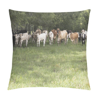 Personality  Cows Or Cattle Grazing In An Autumn Pasture. High Quality Photo Pillow Covers