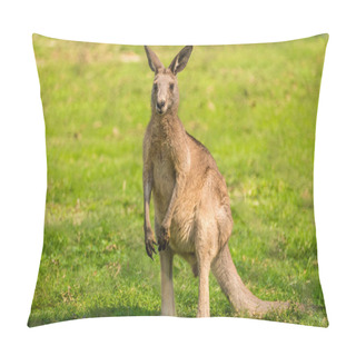 Personality  Kangaroo On Alert Pillow Covers