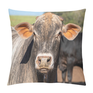 Personality  Portrait Of A Crossbreed Ox Of The Angus Breed With Nellore. Pillow Covers