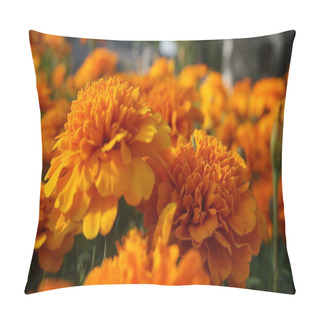 Personality  Marigold Flowers With Green Leaves In Bright Sunlight Pillow Covers