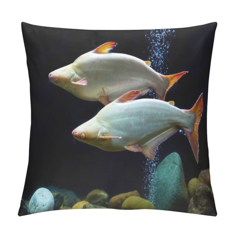 Personality  Tropical fish that iridescent shark pillow covers