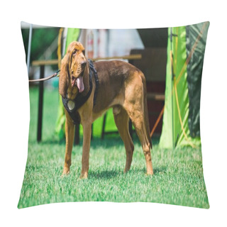 Personality  Bloodhound Dog On Lash Pillow Covers