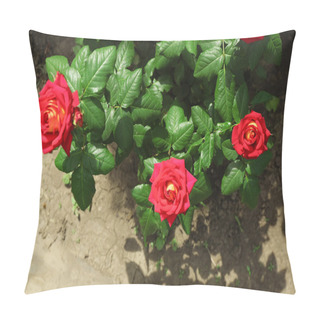 Personality  Beautiful Red Home Roses In Garden Pillow Covers