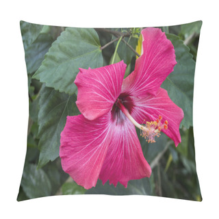 Personality  Hybiscus Rosa Chinesis Pillow Covers