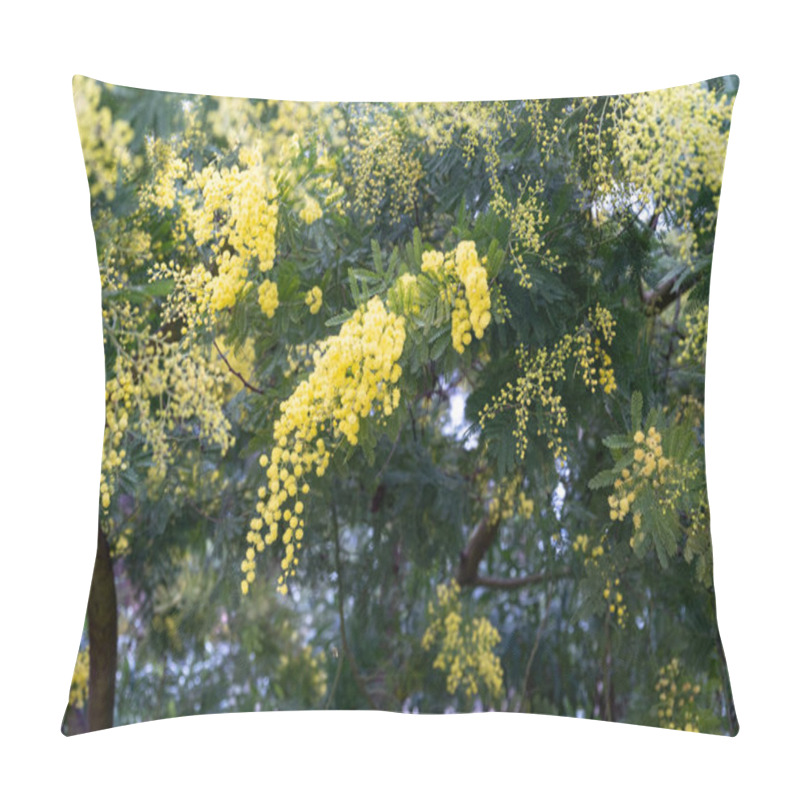 Personality  Gazia Or Acacia Farnesiana Or Mimosa Or Vachellia Farnesiana Or Yellow Popinac Or Huisache Tree Are The Names Of A Small Tree Of The Nature. Pillow Covers