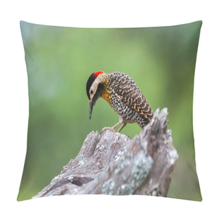 Personality  Green Barred Woodpecker In Forest Environment, La Pampa Province, Patagonia, Argentina. Pillow Covers