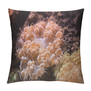 Personality  Bubble Coral (Plerogyra Sinuosa). Pillow Covers
