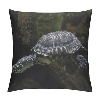 Personality  Black Pond Turtle, Also Known As The Indian Spotted Turtle.  Pillow Covers