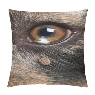 Personality  Close-up Of Tick Attached Next To An Australian Shepherd's Eye Pillow Covers