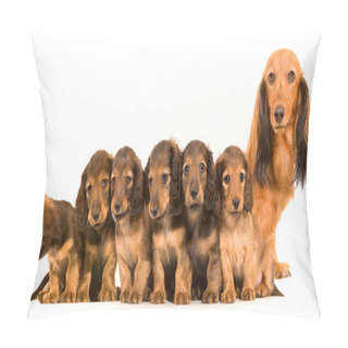 Personality  Dogs . Pillow Covers