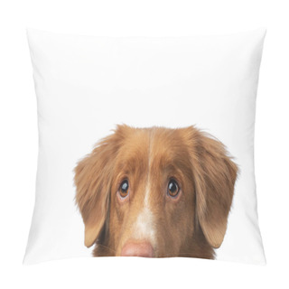 Personality  Red Funny Dog With Big Eyes Peeking Out. Happy New Scotia Duck Tolling Retriever On White In Studio Pillow Covers