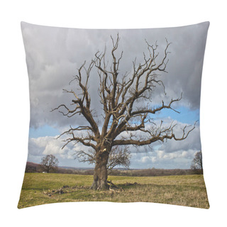 Personality  Dead Tree With Beautiful Branches On A Wide Field. In Kent, UK. Pillow Covers