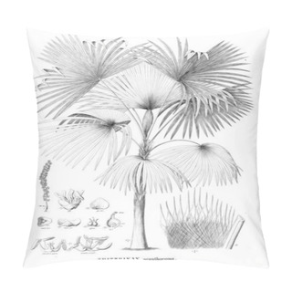 Personality  Palm Tree. Retro And Old Image Pillow Covers
