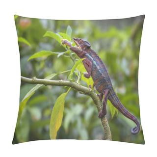 Personality  Panther Chameleon - Furcifer Pardalis Hunting Insects In Rain Forest, Madagascar Pillow Covers