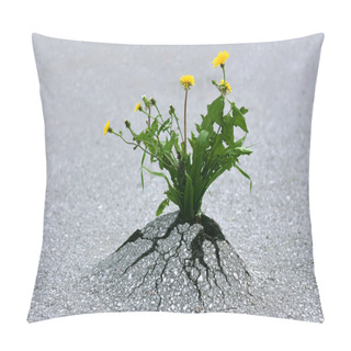 Personality  Force Of Nature! Pillow Covers