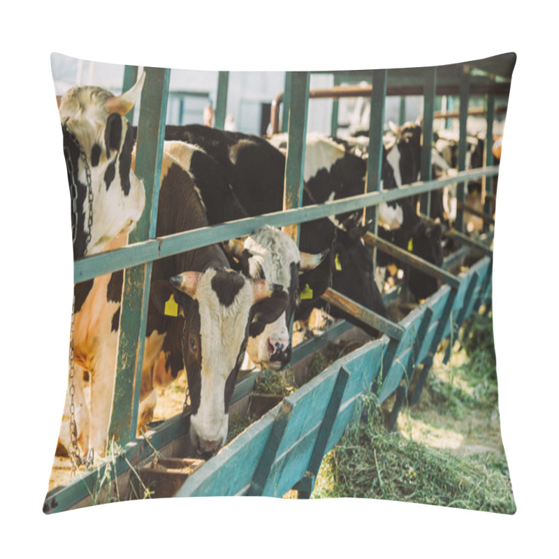 Personality  selective focus of black and white cows near manger with hay in cowshed pillow covers