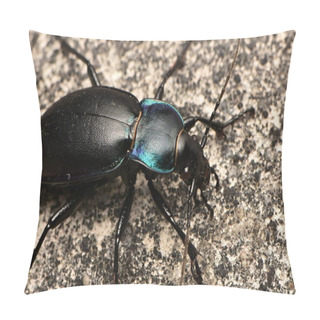 Personality  Violet Ground Beetle, Carabus Violaceus Pillow Covers