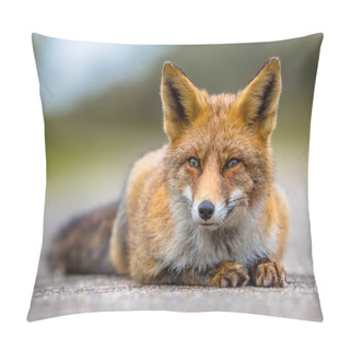 Personality  Relaxing European Red Fox Lying On The Ground Pillow Covers