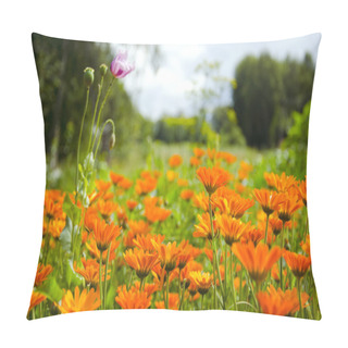 Personality Summer Calendula Medical Herbs Flowers Pillow Covers