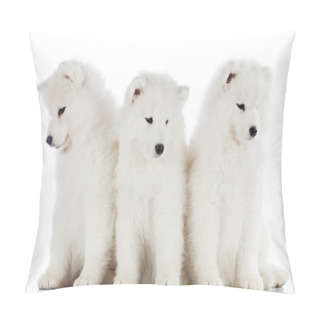Personality  Three Samoyed Puppies Pillow Covers