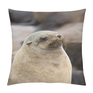 Personality  South African Fur Seal, Arctocephalus Pusillus, Portrait Of Female, Cape Cross In Namibia   Pillow Covers