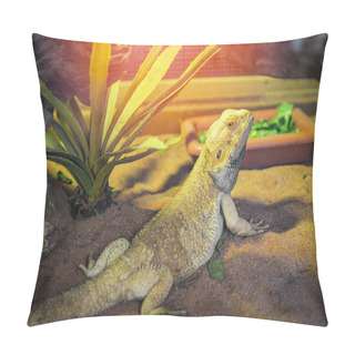 Personality  Bearded Dragons Lying On Ground  - Australian Lizard Kind Or Des Pillow Covers