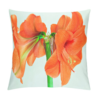 Personality  Beautiful Blossoms Of Orange Amaryllis Flower  Pillow Covers