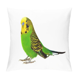 Personality  Portrait Of Budgerigar Pillow Covers