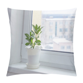 Personality  Green Plants On The Windowsill In Winter Pillow Covers