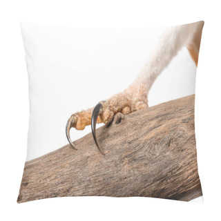Personality  Close Up View Of Wild Barn Owl Claws On Wooden Branch Isolated On White Pillow Covers