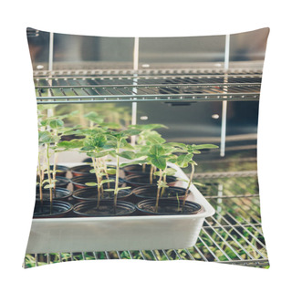 Personality  Selective Focus Of Potted Sprouts In Modern Agro Laboratory  Pillow Covers