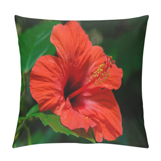 Personality  Flower Of Hibiscus (Hibiscus Rose Sinensis) In The Garden. Karkade Tropical Garden. Pillow Covers