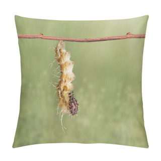 Personality  Mature Caterpillar Of Colour Segeant Butterfly Hanging On Twig Pillow Covers