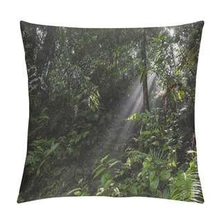 Personality  Sunlight Rays Pour Through Leaves In A Rainforest At Sinharaja F Pillow Covers