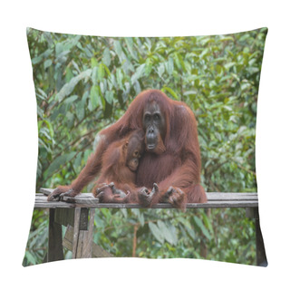Personality  Mom And Baby Orangutans Sleepily Sit On A Wooden Platform In The Jungle (Tanjung Puting National Park, Borneo / Kalimantan, Indonesia) Pillow Covers