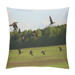 Personality  Geese Spring Migratory Birds In The Field, Spring Landscape Background Pillow Covers