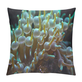 Personality  Green Bubble-tip Anemone (Entacmaea Quadricolor).  Pillow Covers